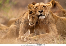 Любовь хищника. Львица и детеныш в Крюгер НП, Южная Африка